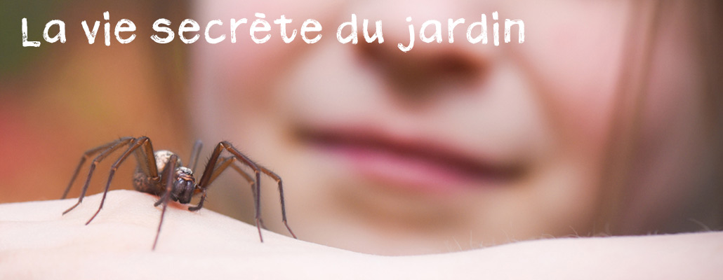 La vie secrète du jardin - Épisode 6 : Guêpes et araignées