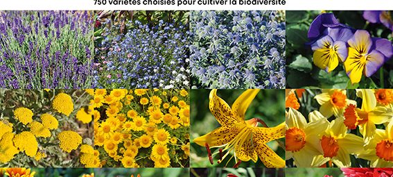 Le Guide Terre vivante des fleurs au jardin bio