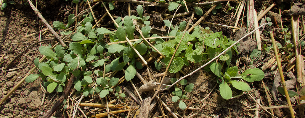 Plantules : on enlève ou on laisse pousser ? | 4 saisons n°253 1