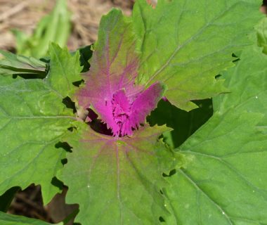 Plantules : on enlève ou on laisse pousser ? | 4 saisons n°253 2