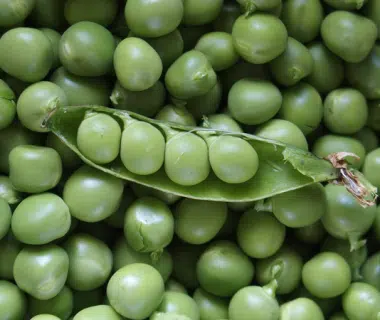 Comment cultiver les pois dans le potager bio ? 2