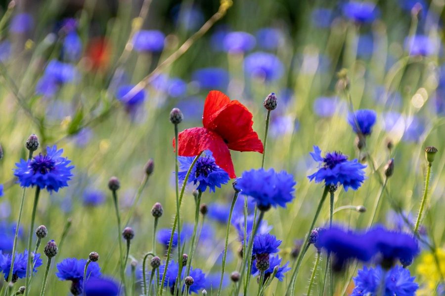 Graines bleuet bleu bio - Jardin'enVie