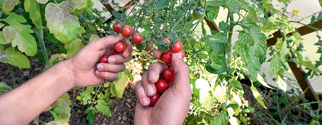 Tomates cerises, vivement l'été | 4 saisons n°253