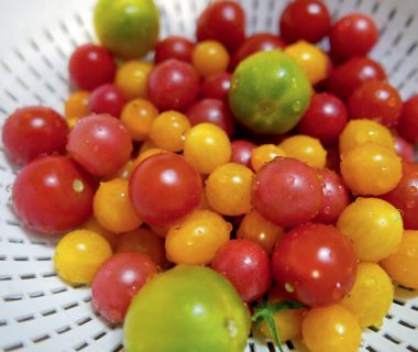 Tomates cerises, vivement l'été | 4 saisons n°253 3