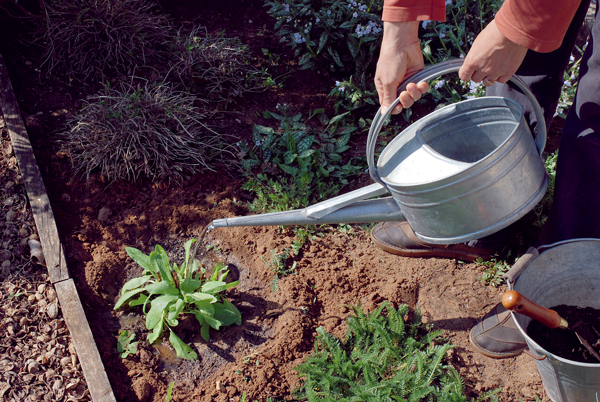 Un minijardin d'aromatiques | 4 saisons n°253 13