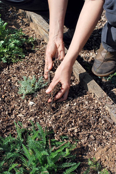 Un minijardin d'aromatiques | 4 saisons n°253