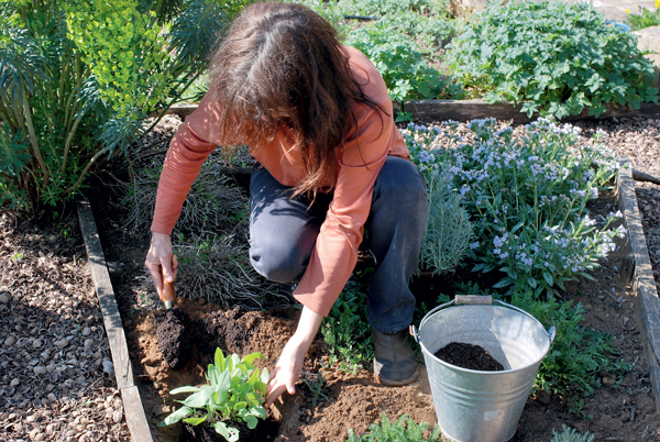 Un minijardin d'aromatiques | 4 saisons n°253 1