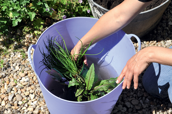 Un minijardin d'aromatiques | 4 saisons n°253 5