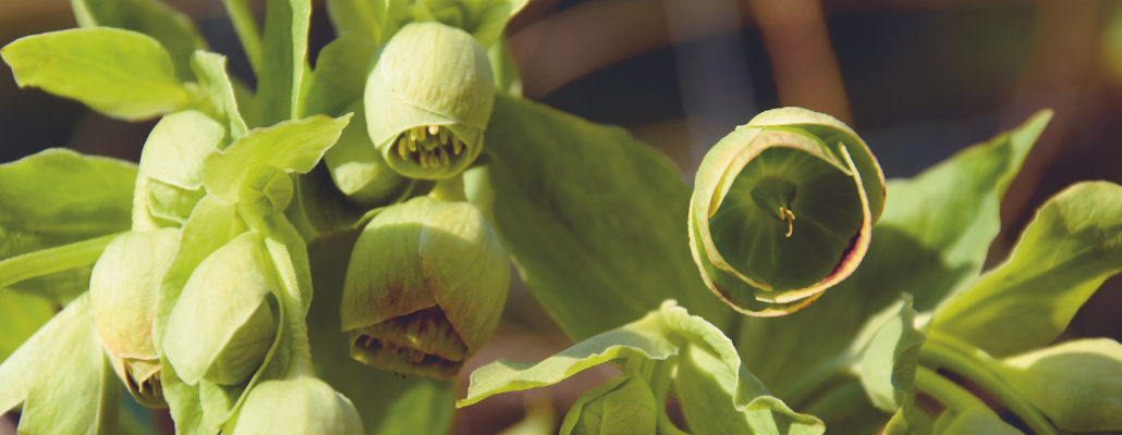 Hellébore fétide (Helleborus foetidus) 1