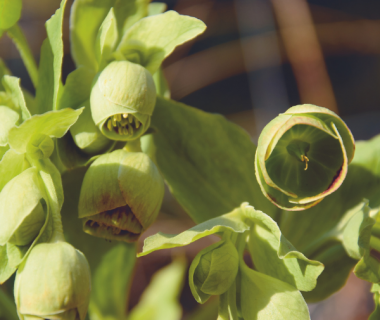 Hellébore fétide (Helleborus foetidus) 2