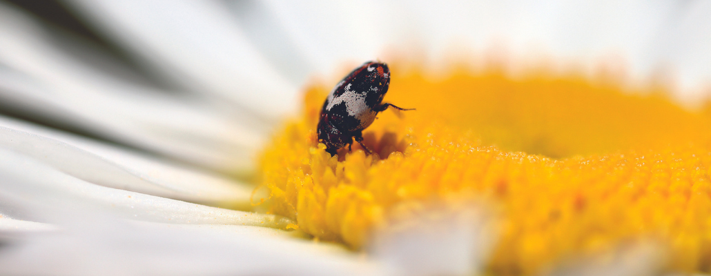 Marguerite (Leucanthemum vulgare)