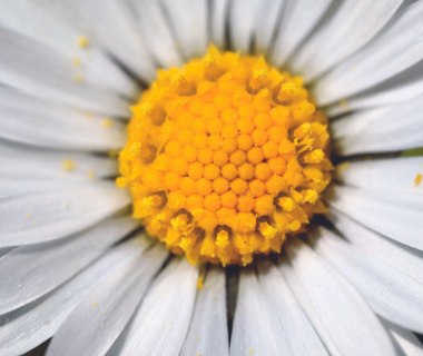 Marguerite (Leucanthemum vulgare) 2