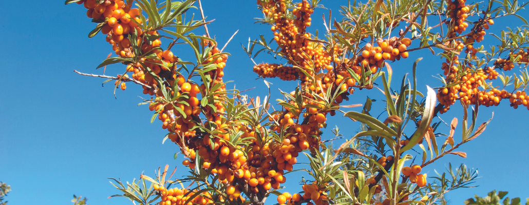 Argousier (Hippophae rhamnoides) 1