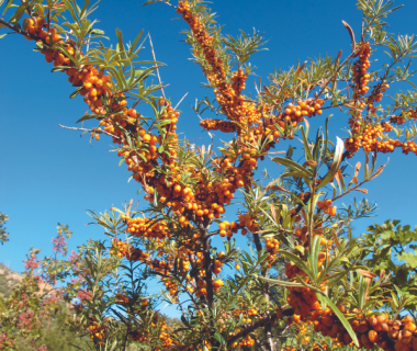 Argousier (Hippophae rhamnoides)