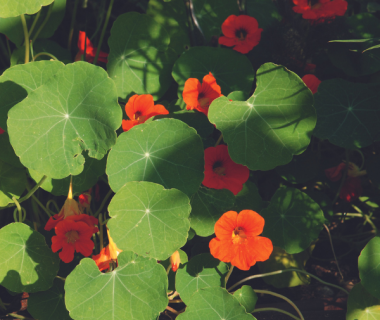 Capucine naine (Tropaeolum majus, Nasturtium) 1