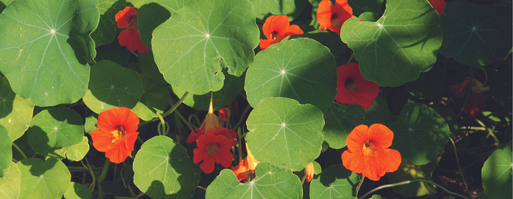 Capucine naine (Tropaeolum majus, Nasturtium) 2