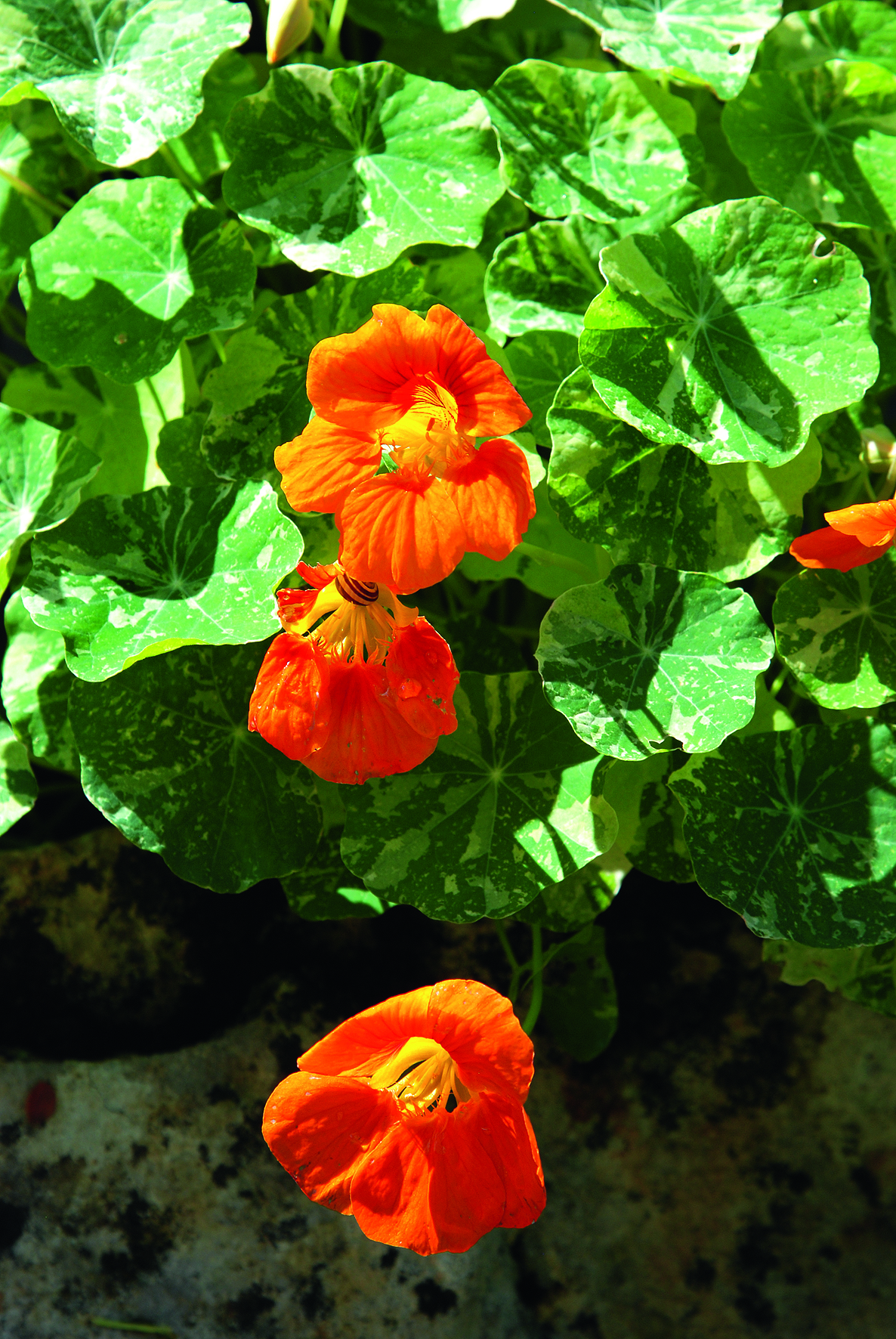 Capucine naine (Tropaeolum majus, Nasturtium)