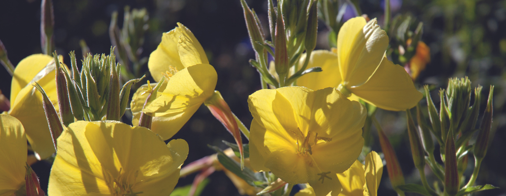 L'Onagre (OEnothera biennis) 1