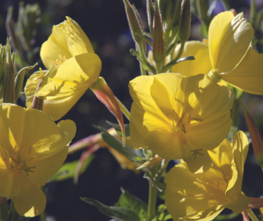 L'Onagre (OEnothera biennis)