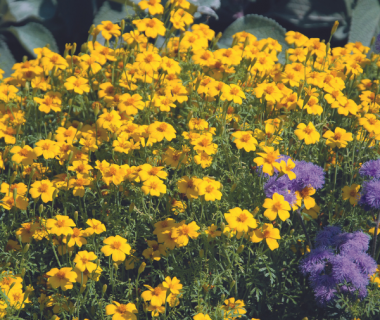 Œillet d’Inde - rose d’Inde (Tagetes patula, Tagetes erecta) 1