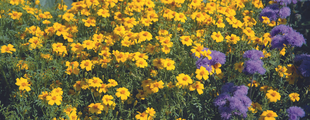 Œillet d'Inde - rose d'Inde (Tagetes patula, Tagetes erecta) - Terre Vivante