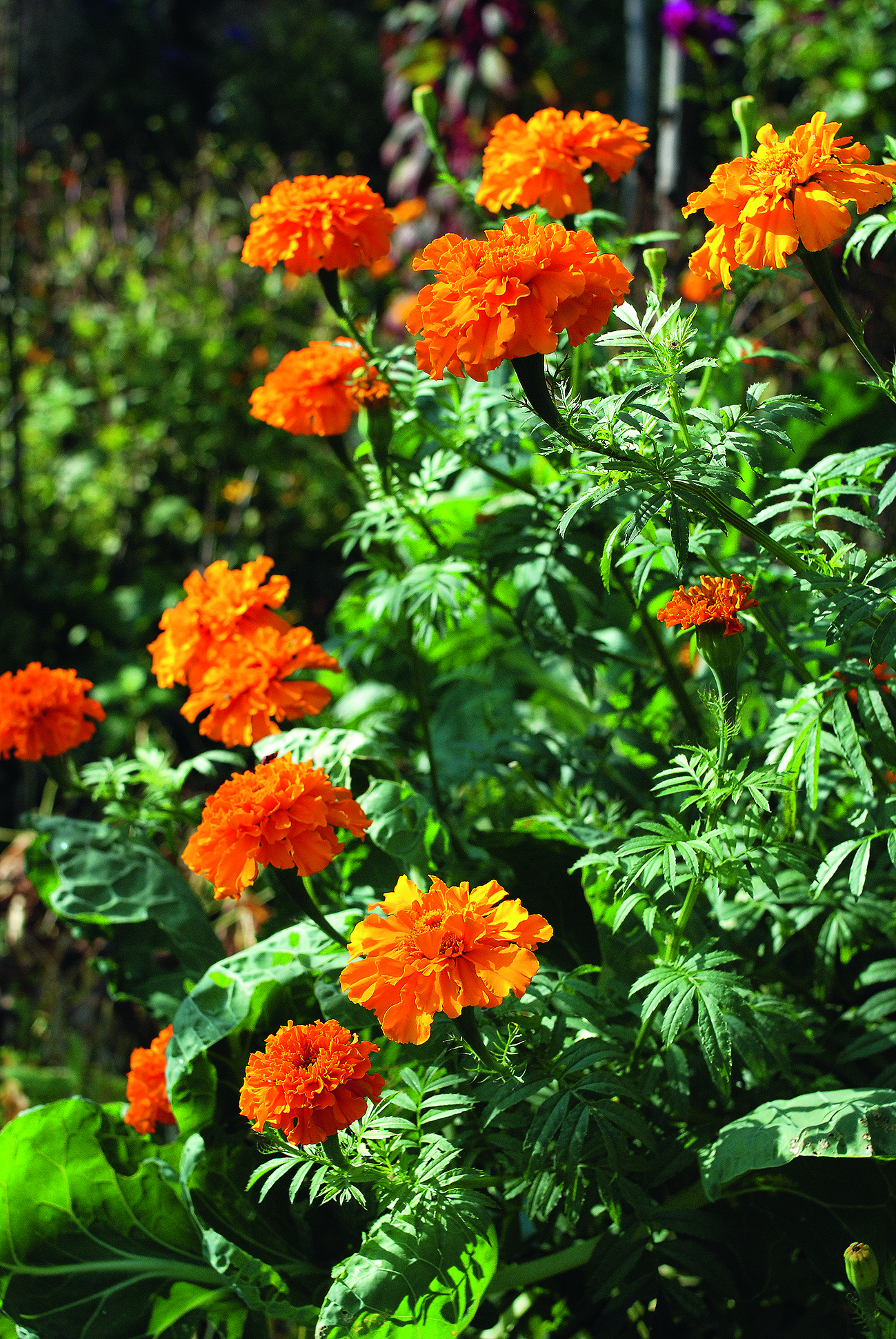 Œillet d’Inde - rose d’Inde (Tagetes patula, Tagetes erecta)