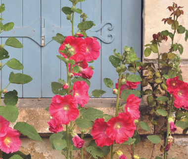 Rose trémière, passerose (Alcea rosea) 1