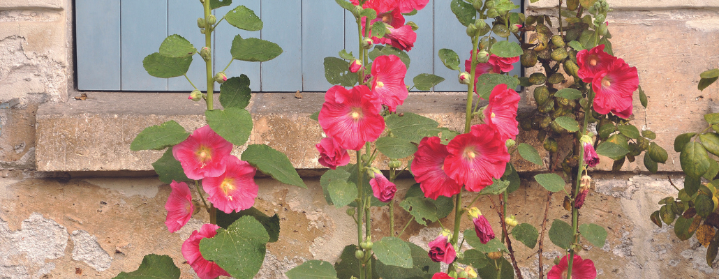 Rose trémière, passerose (Alcea rosea) 2