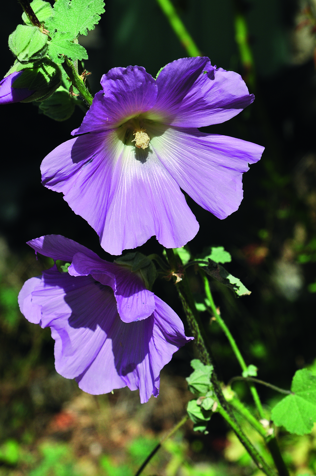 Rose trémière, passerose (Alcea rosea)