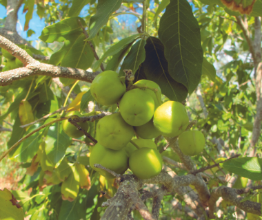 Sapotier blanc (Casimiroa edulis) 2