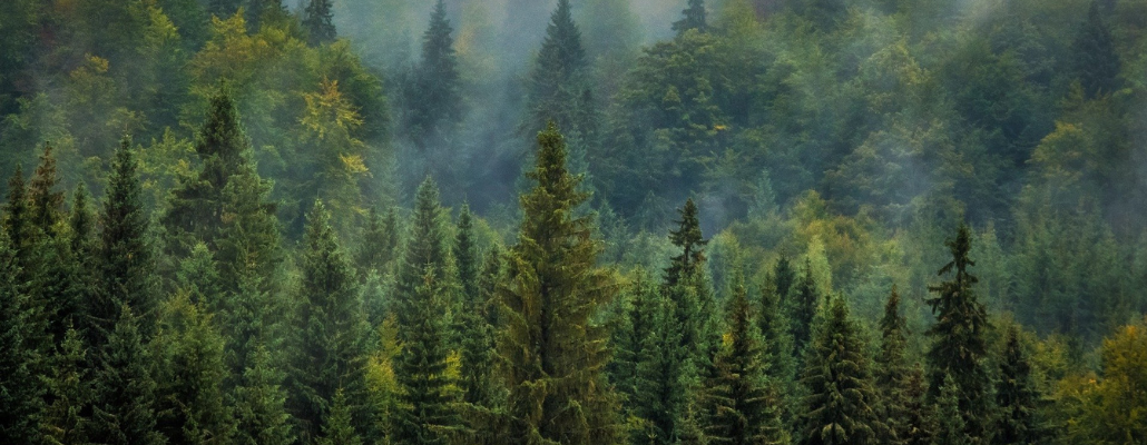 Savez-vous réellement ce qu’est une forêt ? 1