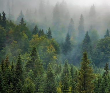 Savez-vous réellement ce qu’est une forêt ?