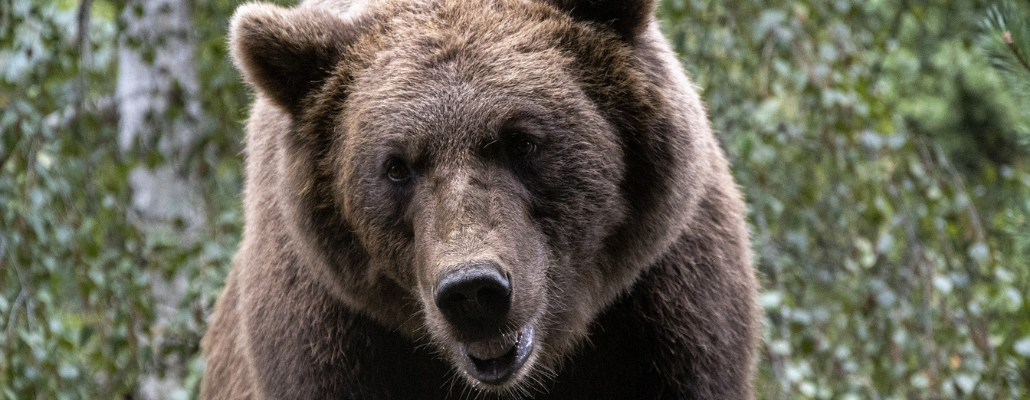 Suivi de l’ours pyrénéen 1