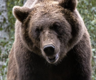 Suivi de l’ours pyrénéen