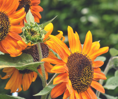 Tournesol (Helianthus annuus) 1