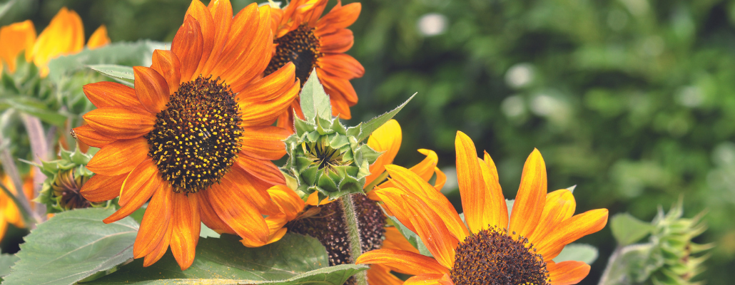 Tournesol (Helianthus annuus) 2