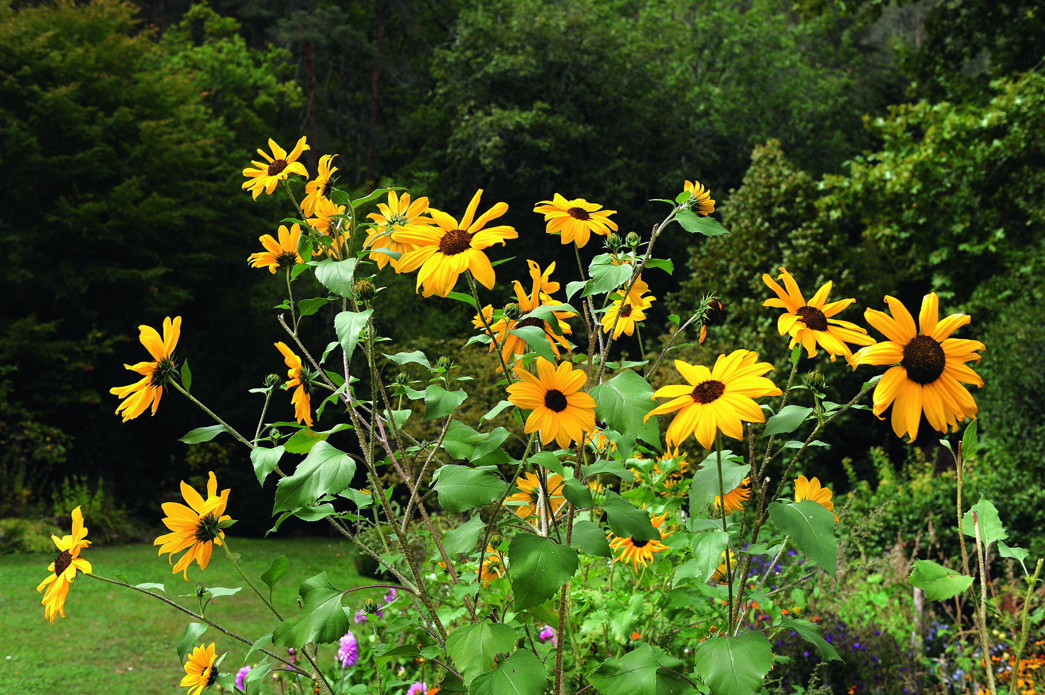 Tournesol Helianthus Annuus Terre Vivante