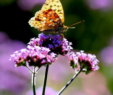 Avoir des fleurs au jardin toute l'année