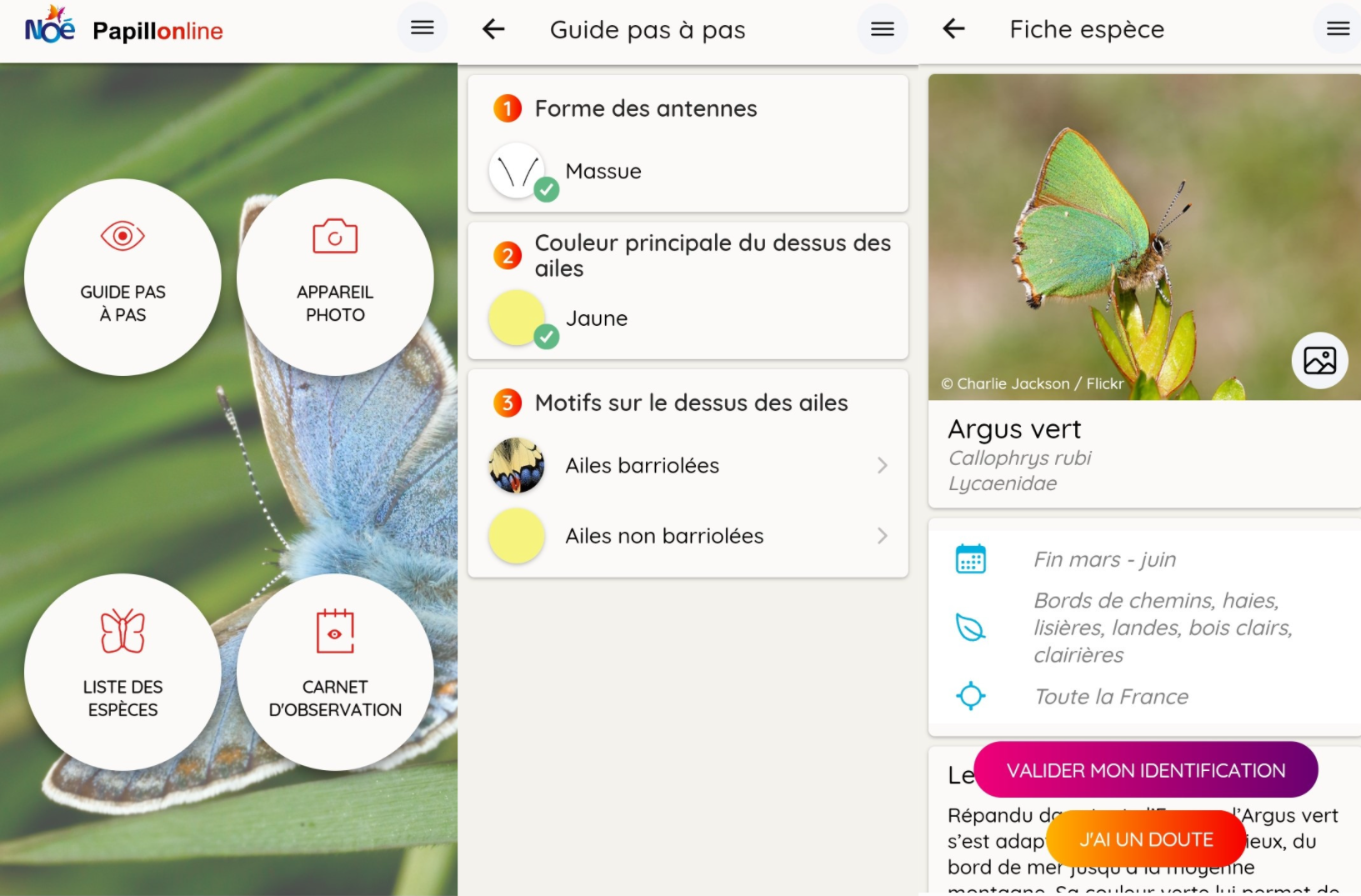 Papillonline : une application pour observer et protéger les papillons 3