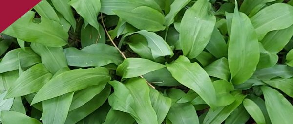 Récolter les plantes sauvages 1