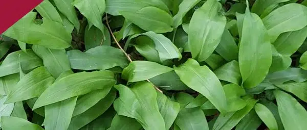 Récolter les plantes sauvages 1