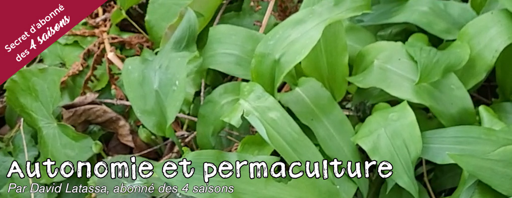 Récolter les plantes sauvages