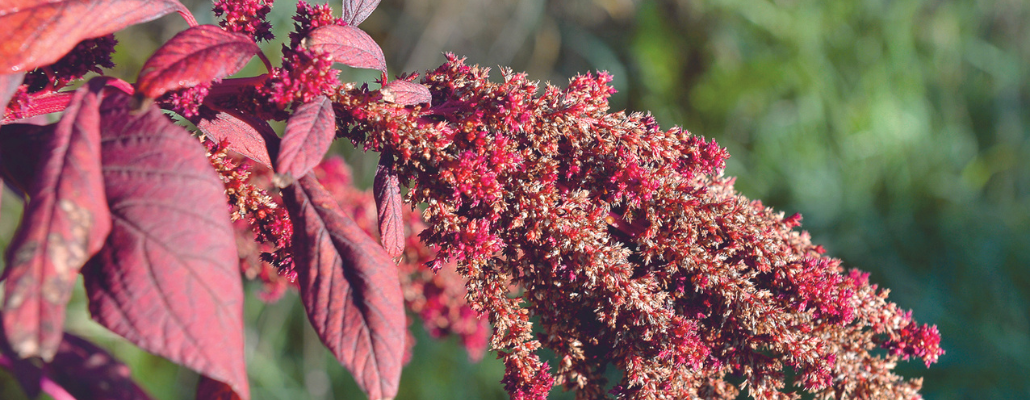 Le choix des légumes pour s'adapter à la canicule et au réchauffement climatique 1