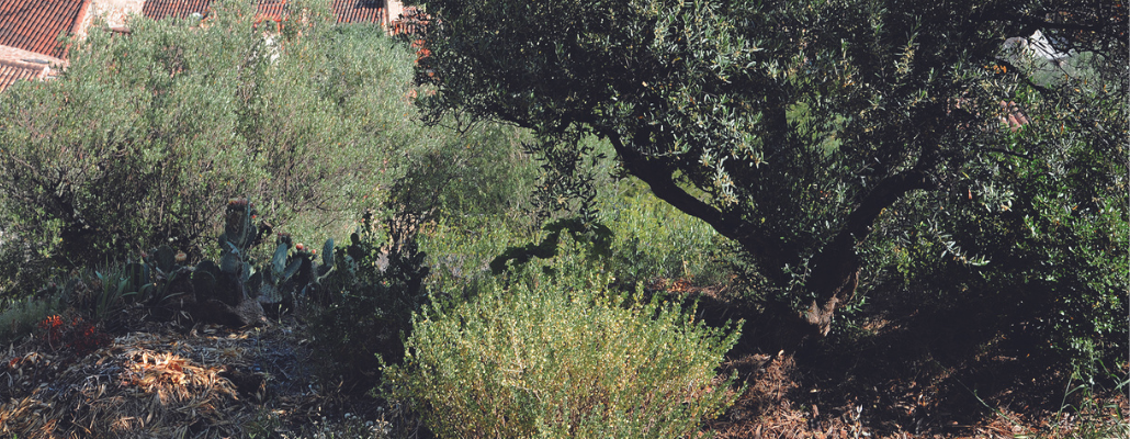 Arbres, fôrets et autres végétations - Tutos et conseils - Le