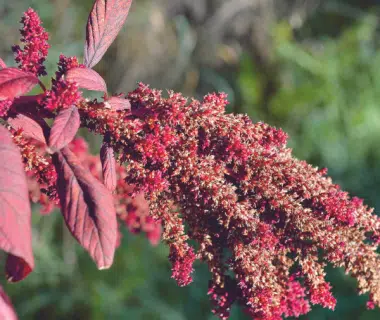 Le choix des légumes pour s'adapter à la canicule et au réchauffement climatique 2