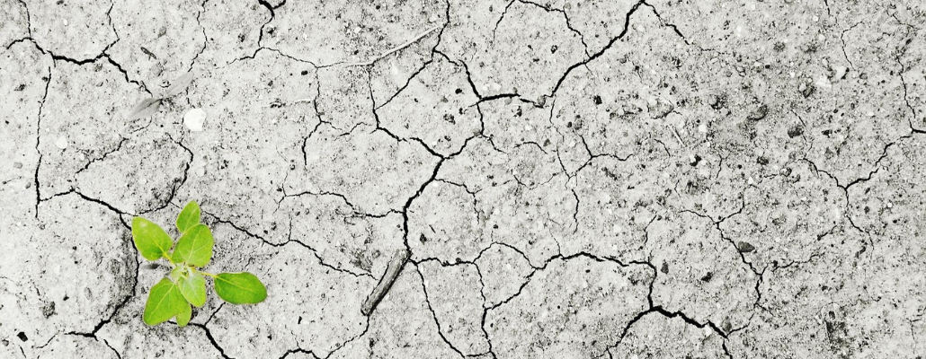 Dossier : Canicule et sécheresse au jardin 1