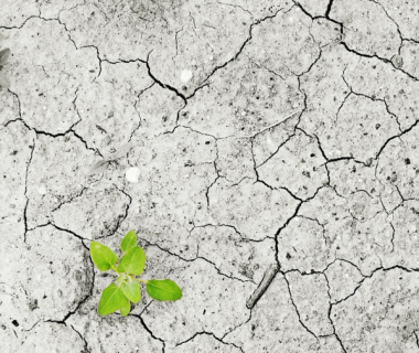 Dossier : Canicule et sécheresse au jardin