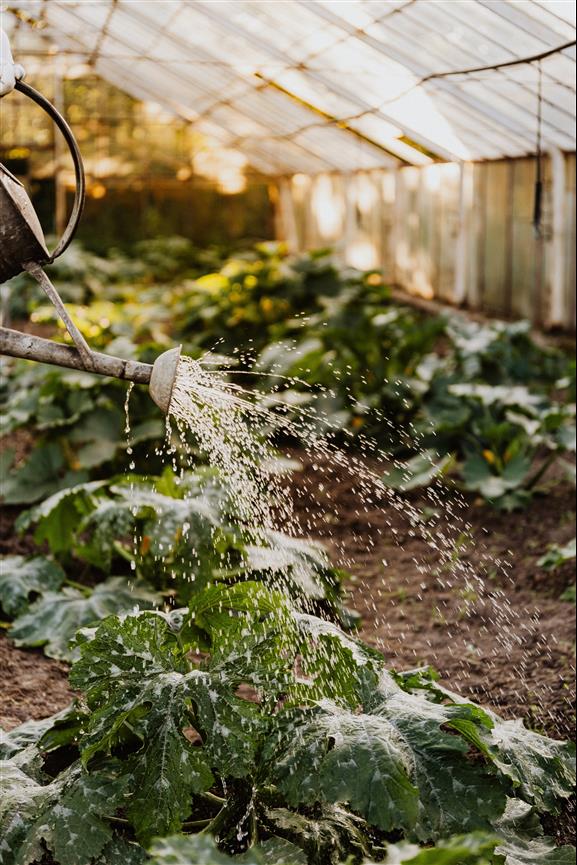 Comment fonctionne l'arrosage sous serre de jardin ?