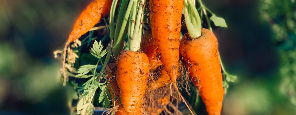 Culture de la carotte : plantation, entretien et récolte - Terre