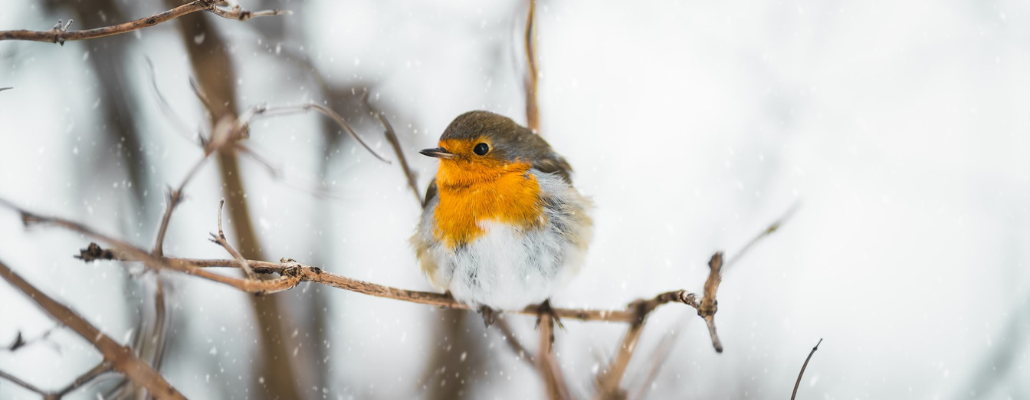 Les Carnets Nature : nourrir les oiseaux en hiver 